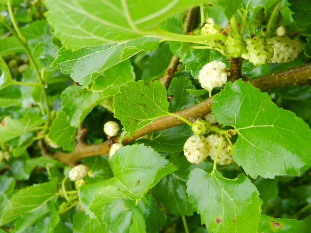 gelso bianco a Stellata